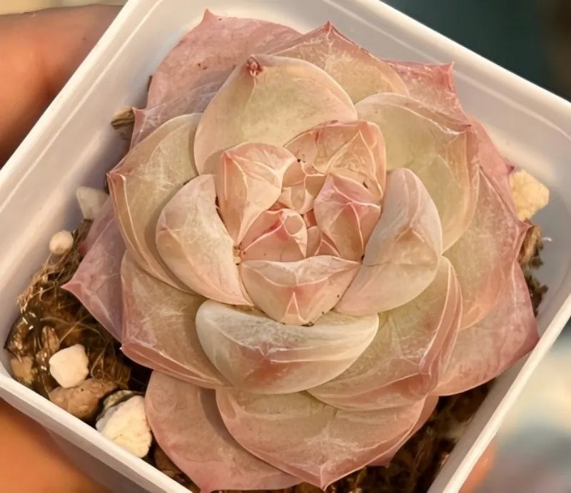 Echeveria Ice Diamond succulent in white tray, layered pink and cream rosette