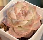 Echeveria Ice Diamond Soil Song