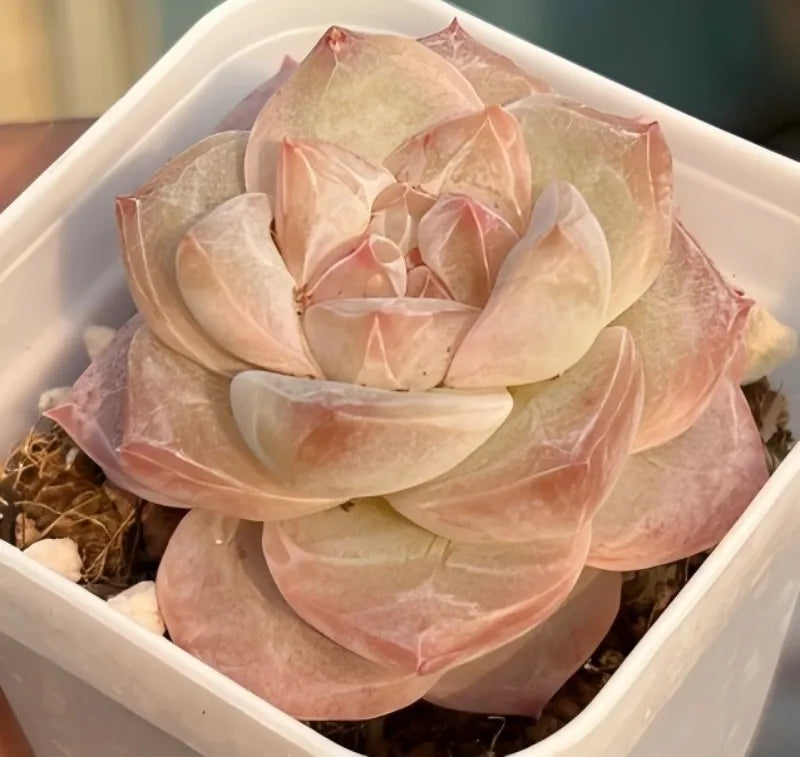 Echeveria Ice Diamond Soil Song