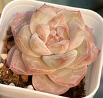 Echeveria Ice Diamond Soil Song