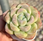 Echeveria Ice Green Soil Song