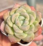 Echeveria succulent rosette with pale green, cream, and pink-tipped leaves