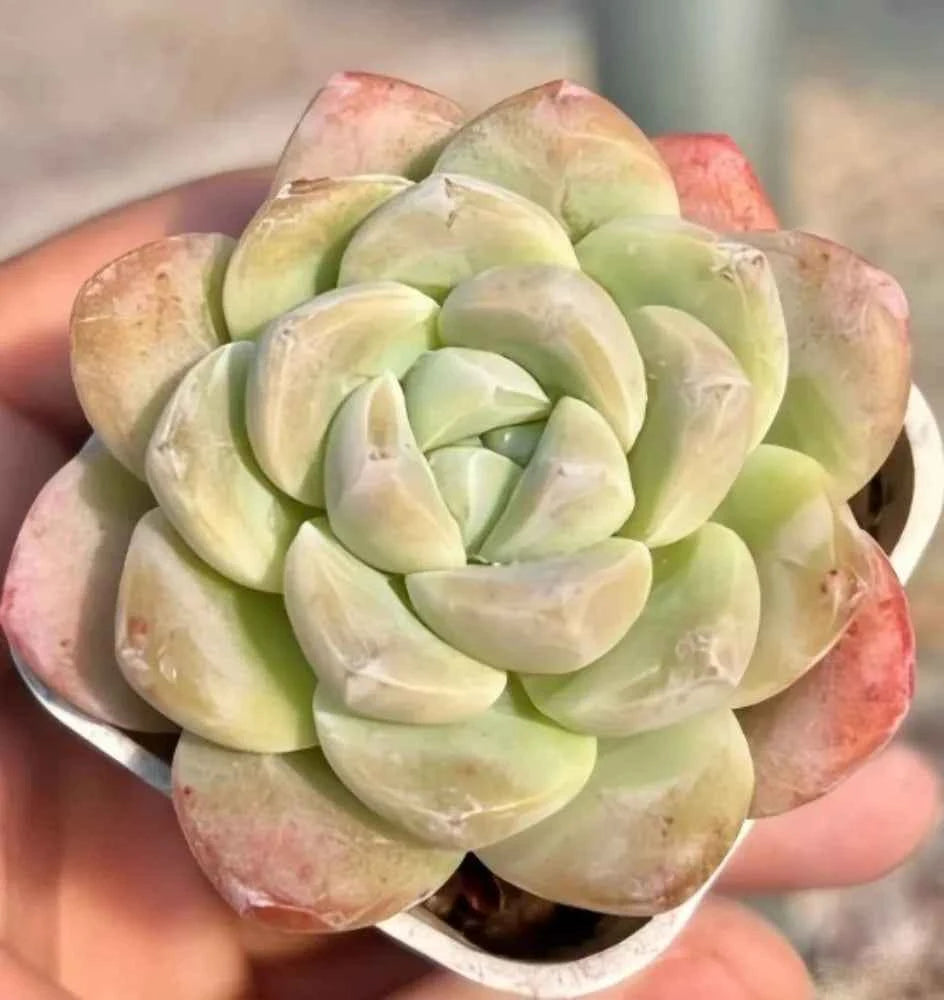Echeveria Ice Green