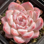 Echeveria Ice Jade Soil Song