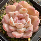 Echeveria Ice Jade succulent rosette in peach and pale pink tones