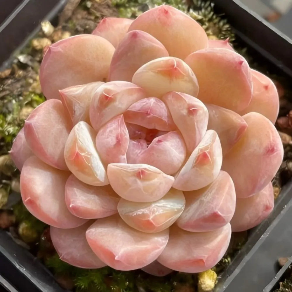 Echeveria Ice Jade Soil Song