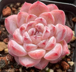 Echeveria Ice Jade Soil Song