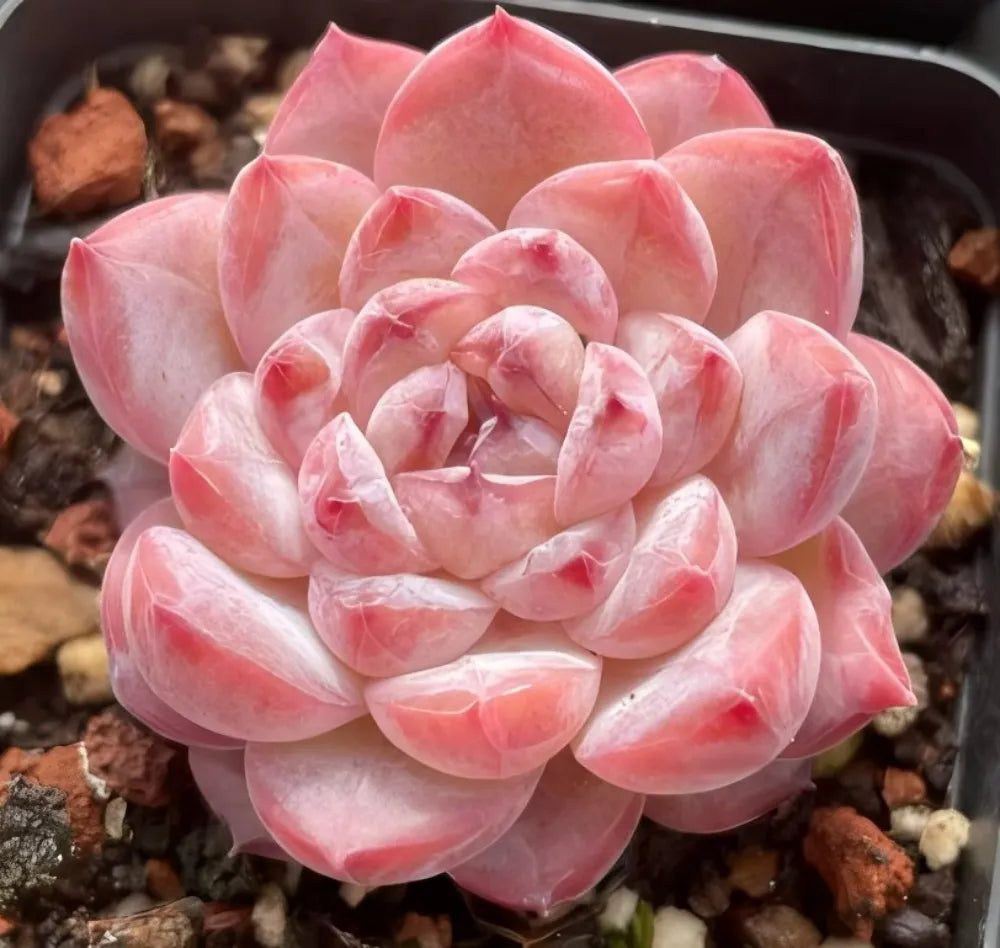 Echeveria Ice Jade Soil Song