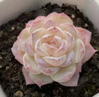 Cream and pale pink echeveria succulent rosette with tightly layered petals