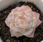 Echeveria Ice Snow Soil Song