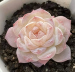 Echeveria Ice Snow Soil Song