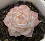 Cream and pale pink echeveria succulent rosette with layered, ruffled petals