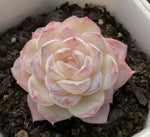 Echeveria Ice Snow Soil Song