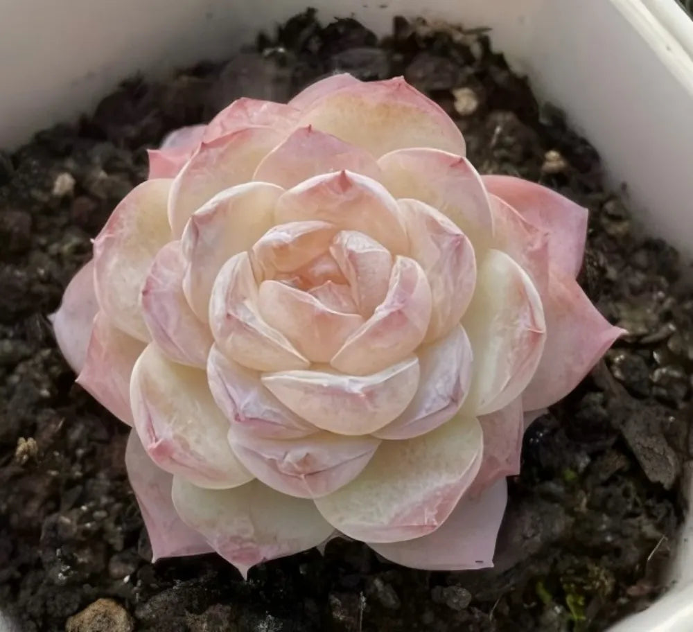 Echeveria Ice Snow Soil Song