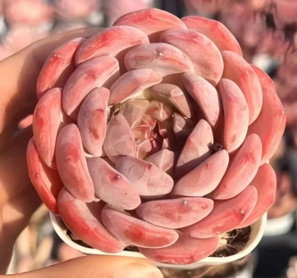 Echeveria Ice Soul Jenny