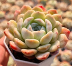 Succulent rosette in hexagonal pot, pale green leaves with red-orange tips