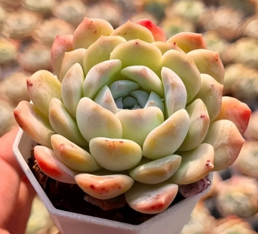 Echeveria Ice Spirit Soil Song