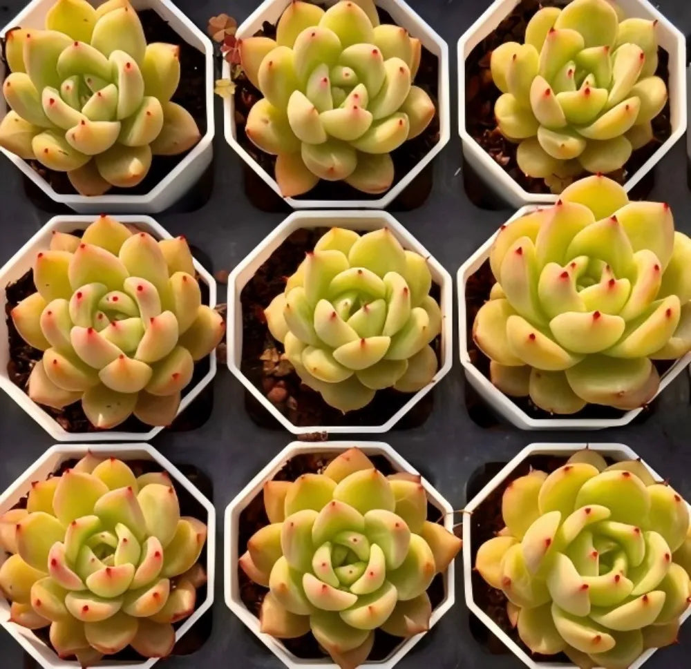 Echeveria Ice Spirit Soil Song