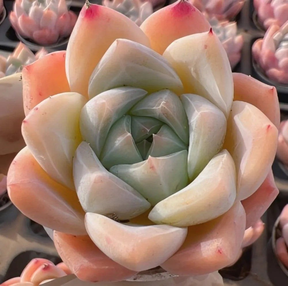 Echeveria Ice Spring Soil Song