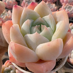 Echeveria Ice Spring Soil Song