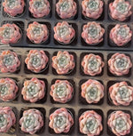 Echeveria Ice Spring Soil Song