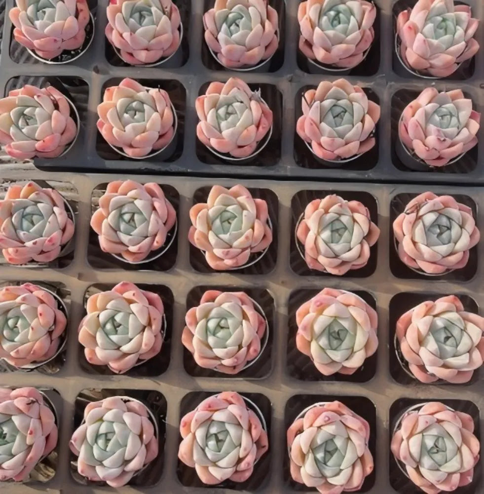 Echeveria Ice Spring Soil Song