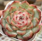 Succulent rosette plant in white pot, tight center rosette with pink-edged leaves
