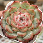 Echeveria Jade Flute Soil Song
