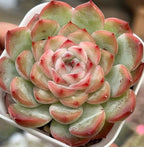 Succulent rosette plant in white pot, layered leaves green with red-pink tips