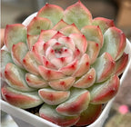Succulent rosette plant in a white pot, green leaves with pink edges
