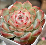 Echeveria Jade Flute Soil Song