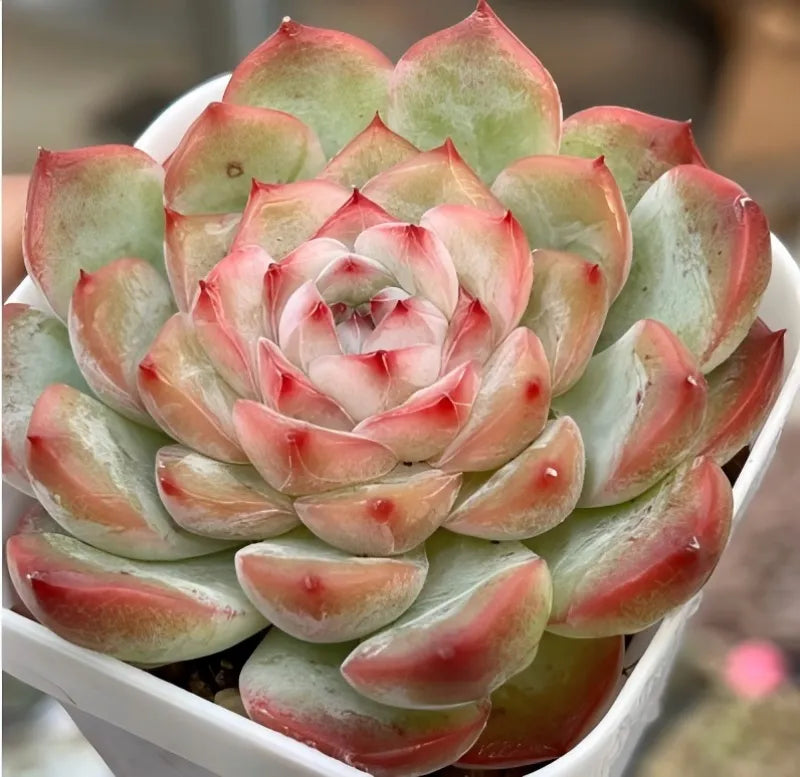 Echeveria Jade Flute Soil Song