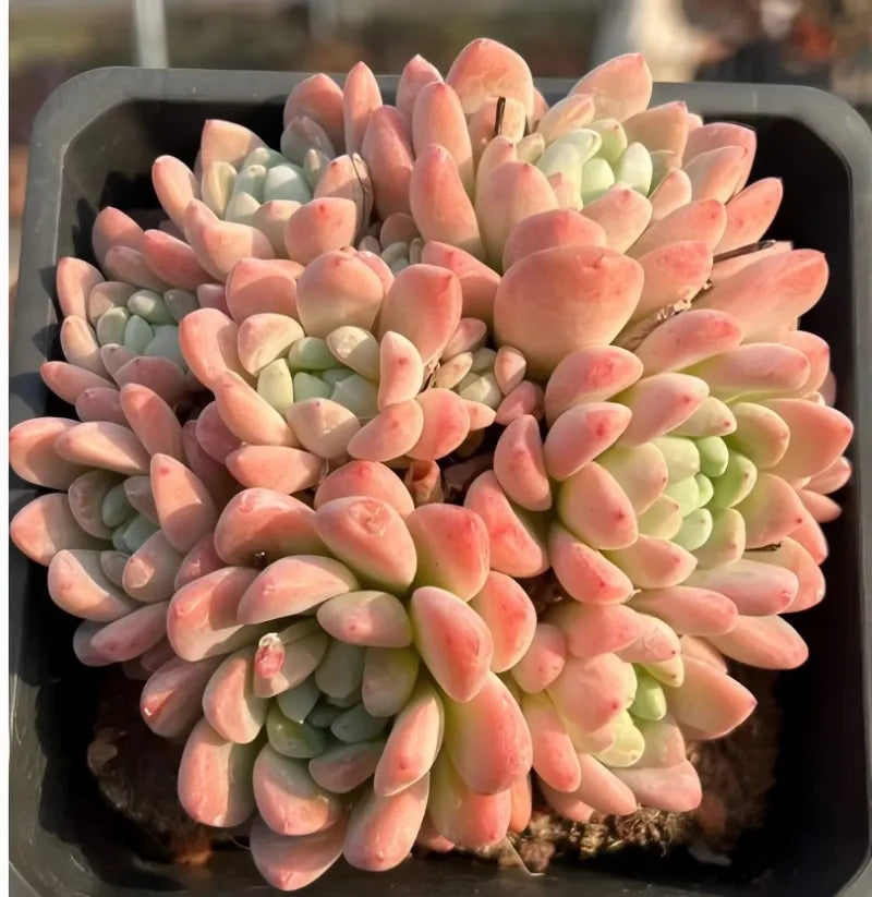 Succulent echeveria plant cluster with peach and pink rosette leaves in a pot