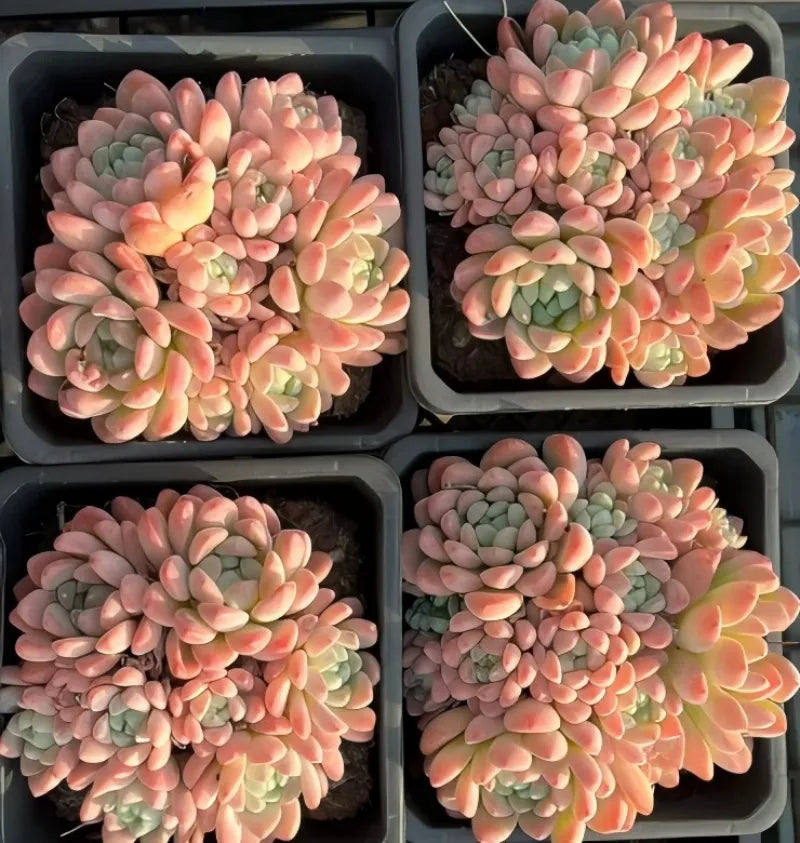Four succulent rosette clusters with peach, pink, and green leaves in plastic trays
