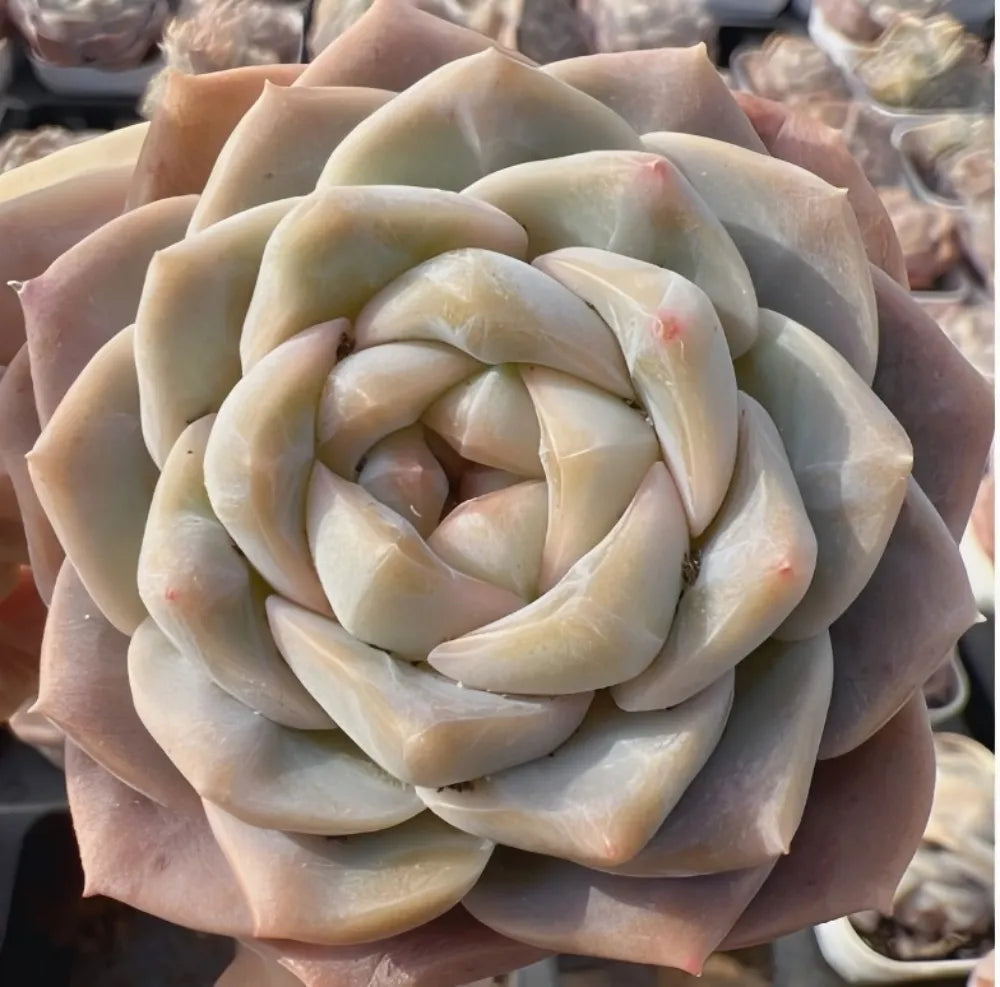Echeveria Jenny Felix Soil Song