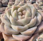 Echeveria Jenny Felix Soil Song