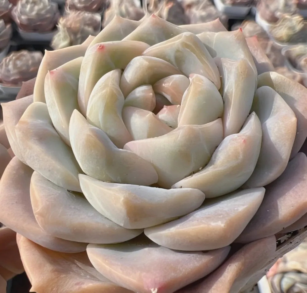 Echeveria Jenny Felix Soil Song