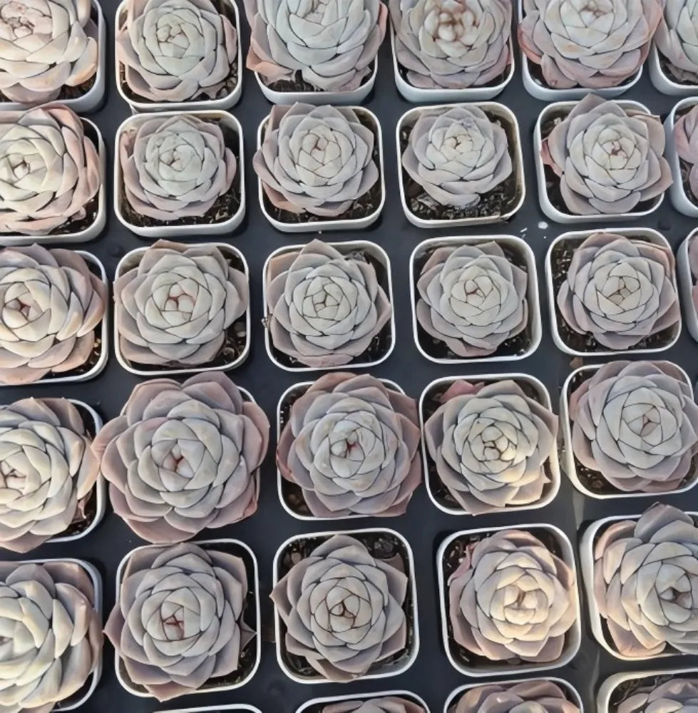 Echeveria Jenny Felix succulent rosettes, pale gray-blue, in small nursery pots