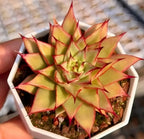 Succulent rosette in white hex planter, yellow-green leaves with red tips