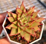 Echeveria Labyrinth Soil Song