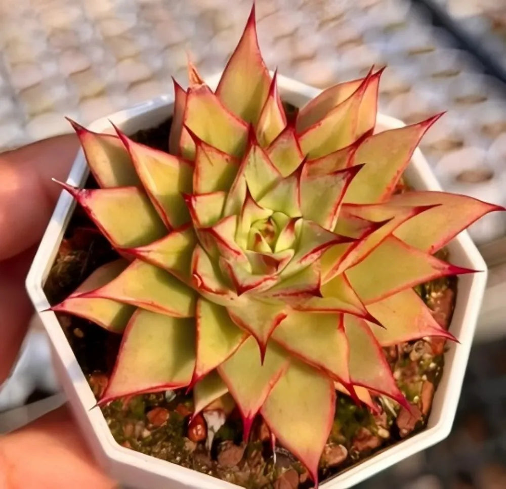 Echeveria Labyrinth Soil Song