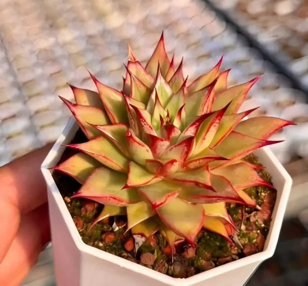 Succulent rosette in white hex planter, green center with red-edged pointed leaves