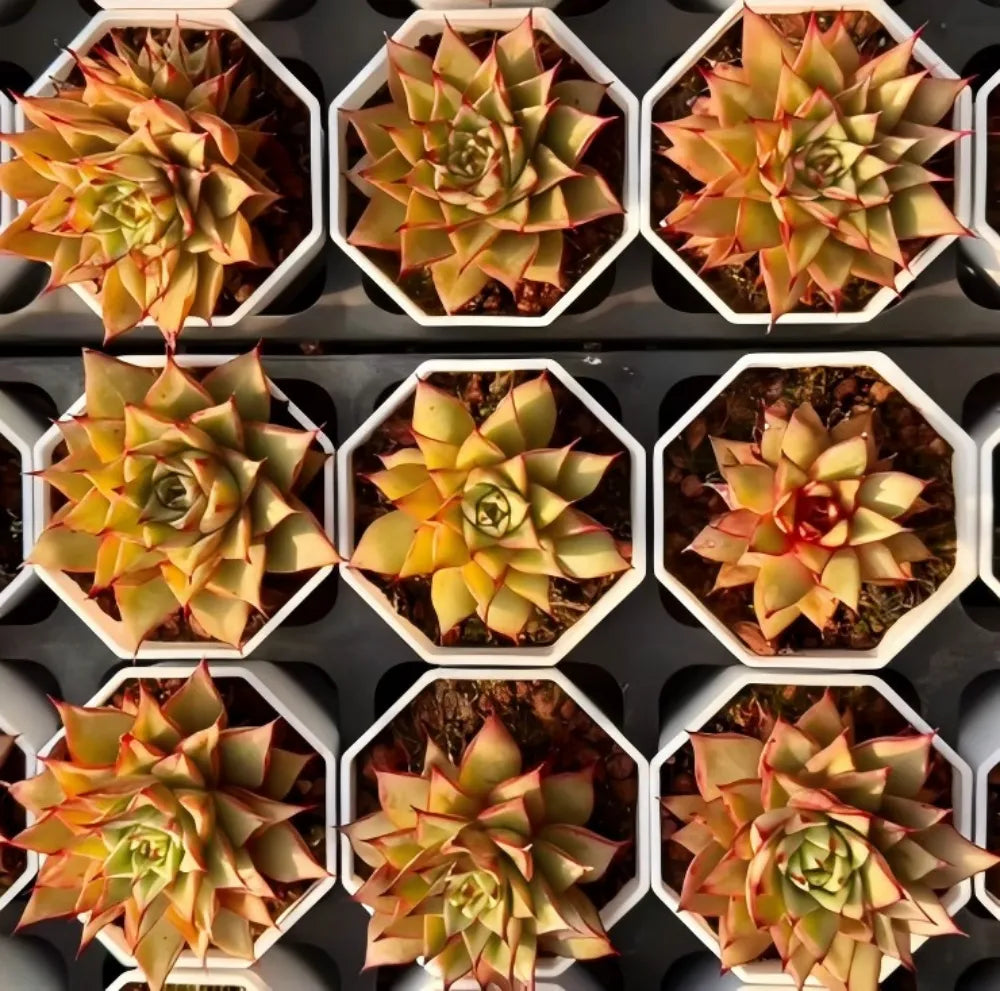 Set of succulent rosette plants in white hex planters, mixed yellow-green with red tips