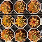 Set of succulent rosette plants in white hex planters, mixed yellow-green with red tips