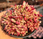 Crested Echeveria succulent rosette in pot, cream leaves with red blotches and tips