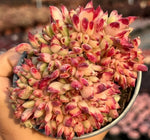 Echeveria Latang Crested Soil Song
