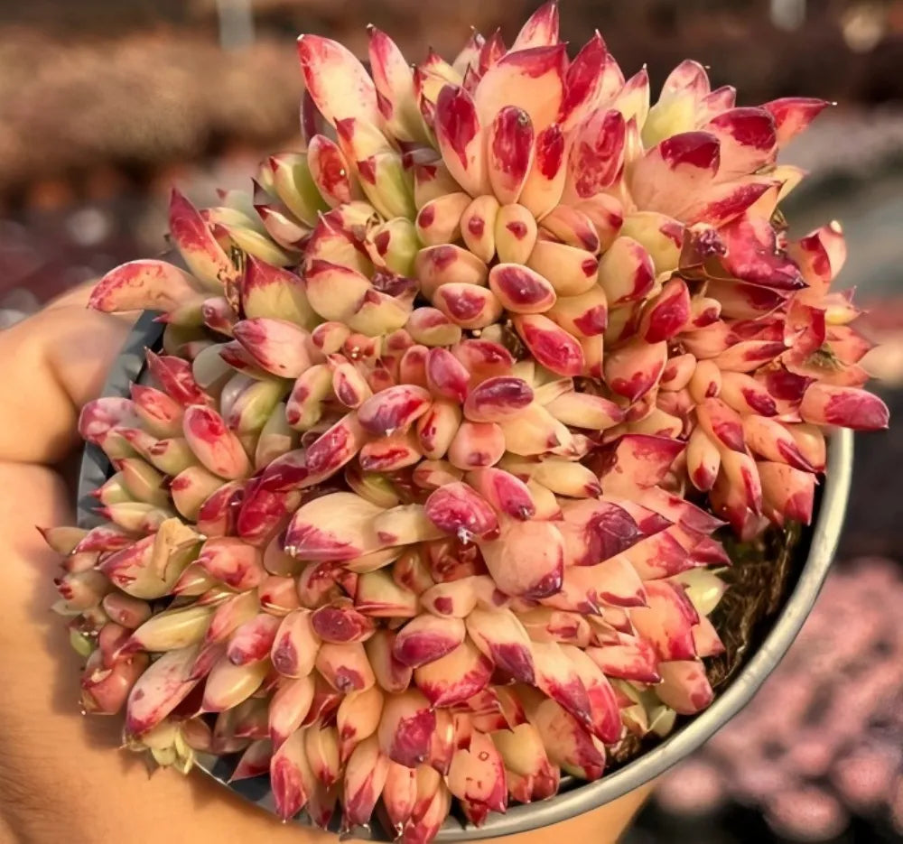 Echeveria Latang Crested Soil Song