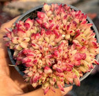 Crested Echeveria succulent with cream and red-pink rosette leaves in pot
