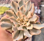 Echeveria Liberia Soil Song