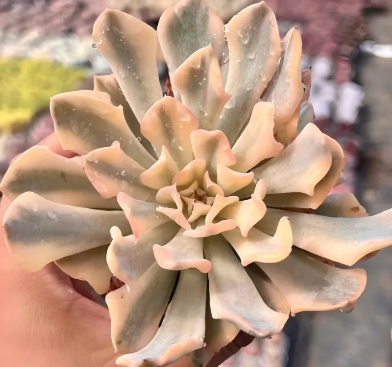 Echeveria Liberia Soil Song